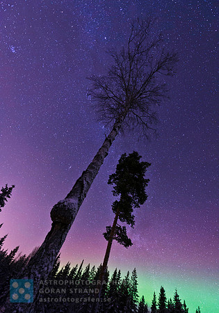 Aurora Trees