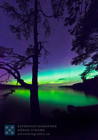 Aurora Trees